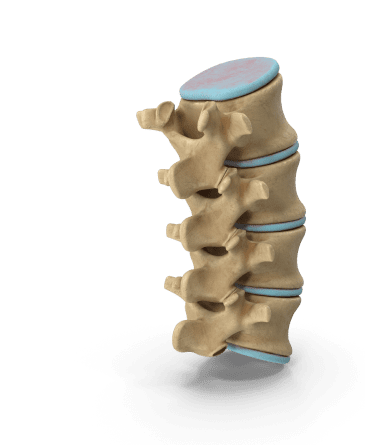 lumbar spinal column bone